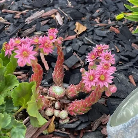 Dom wakacyjny Tilhi 1 Piojarvi