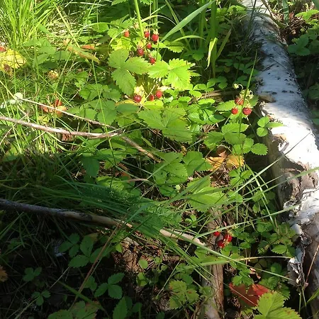 Dom wakacyjny Tilhi 1