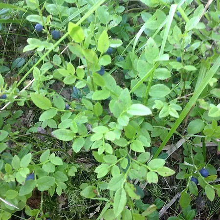 Tilhi 1