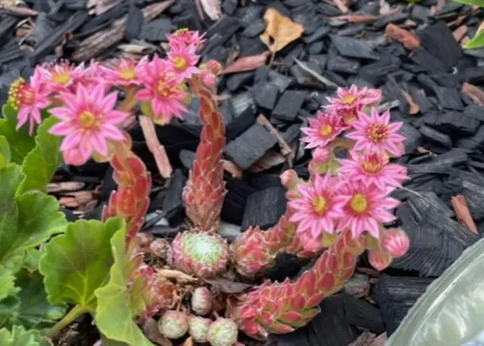 度假居 Tilhi 1 Piojarvi