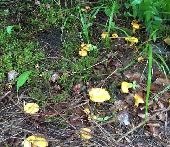 度假居 Tilhi 1 Piojarvi