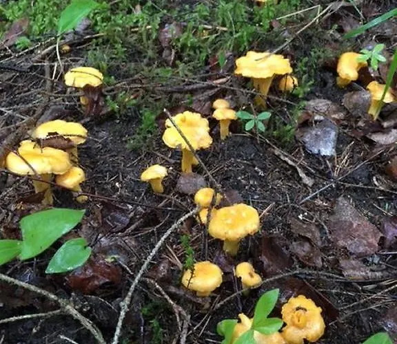 度假居 Tilhi 1 Piojarvi